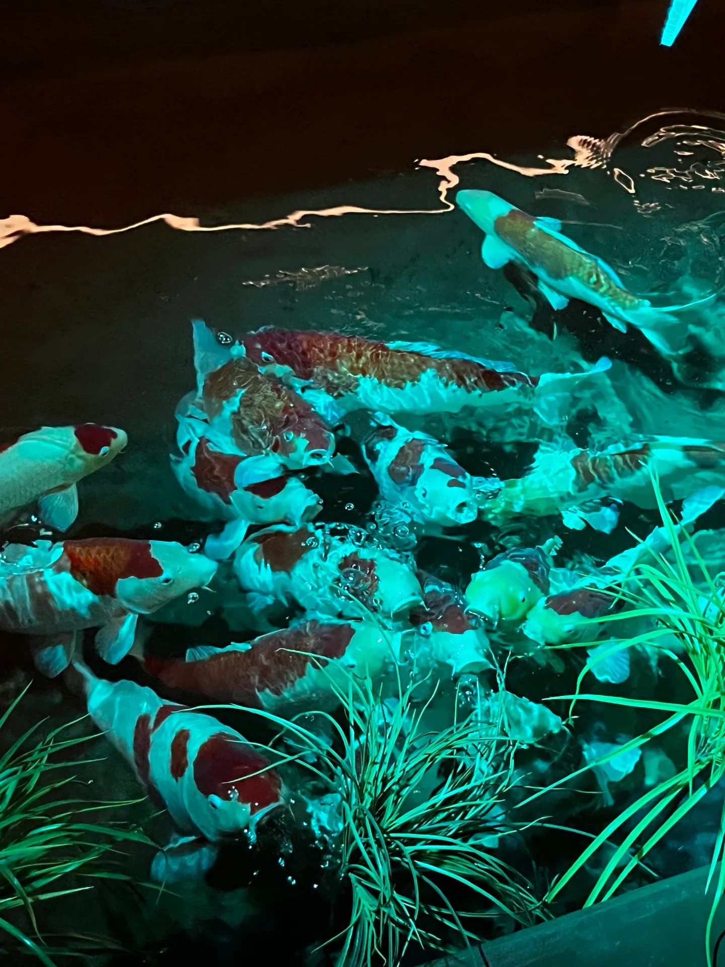 Adele Galeazzi_SM2023_JPN_Giappone_Storie (3)